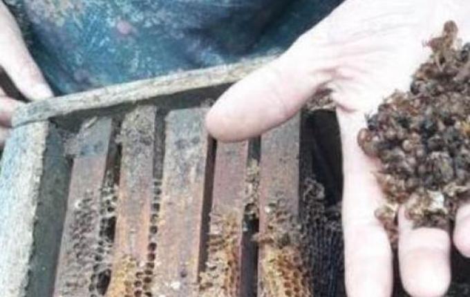 SC é o primeiro estado no país a proibir agrotóxico que mata abelhas