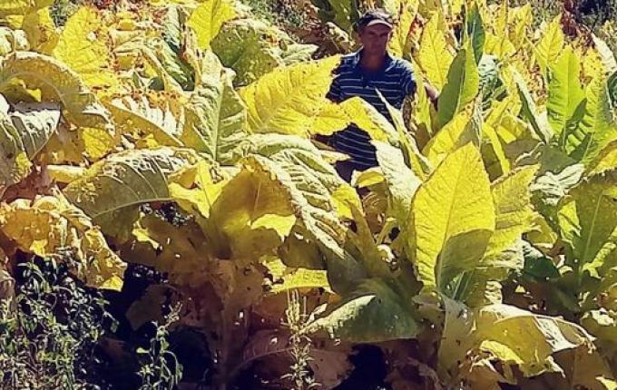 Plantio de fumo segue sendo alternativa de renda para agricultores