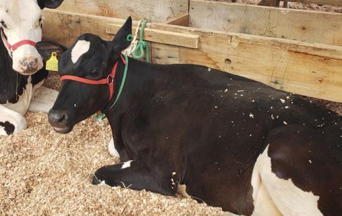 1ª Exponobe é aberta oficialmente em Iporã do Oeste; feira segue no sábado