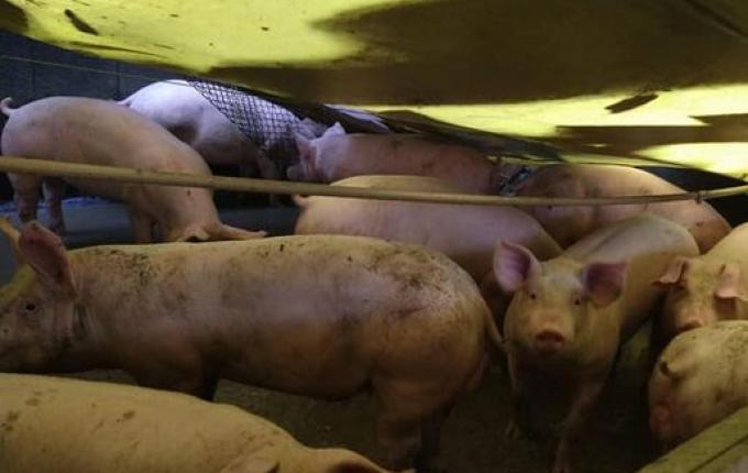 Vento e chuva provocam destelhamento de casas em Palma Sola