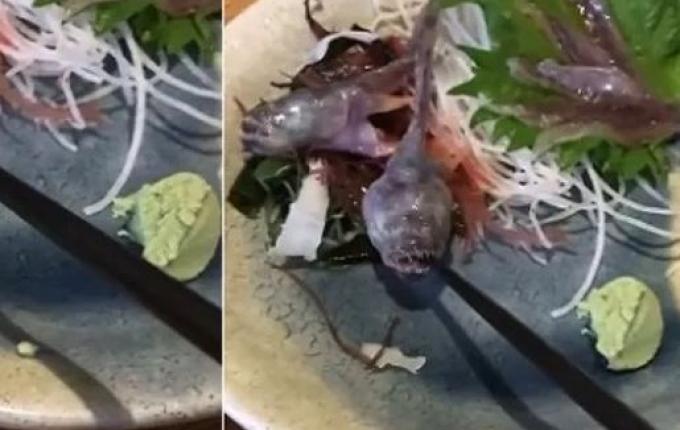 Peixe servido em restaurante japonês morde hashi e vídeo viraliza