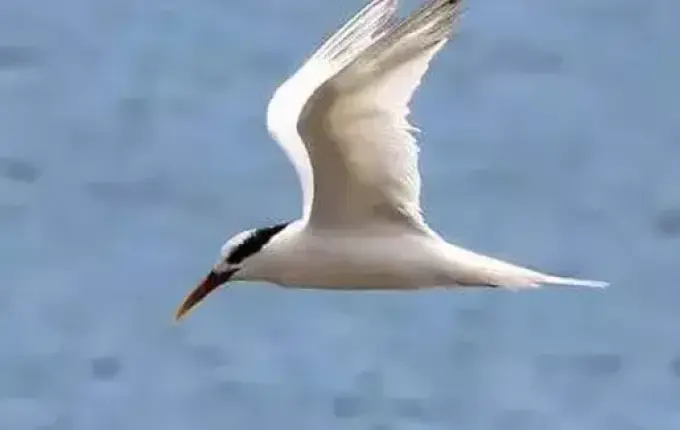 Agricultura confirma mais 5 focos de gripe aviária em aves silvestres