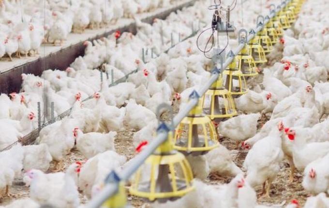 SC investiga caso de gripe aviária em granja comercial e proíbe entrada de aves e ovos do RS