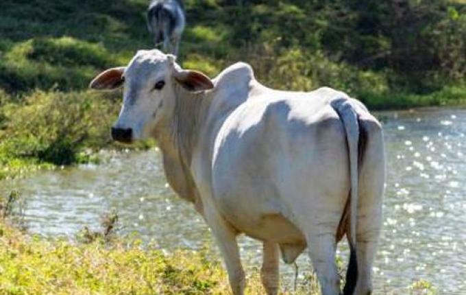 Anchieta adere o programa Mais Pecuária Brasil por 12 meses