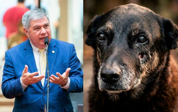 Deputado protocola pedido de CPI na Alesc para investigar morte do cão Orelha