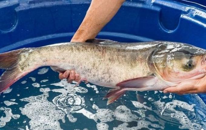 São Miguel do Oeste organiza Feira do Peixe e venda direta para a Semana Santa