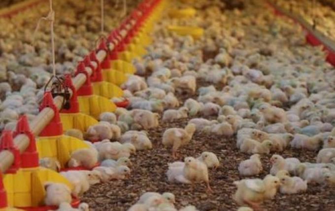 Santa Catarina exporta 328,6 mil toneladas de carnes no primeiro bimestre de 2025