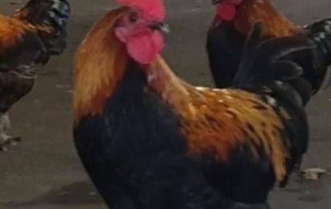 Casal processa vizinho por causa de galo que cacareja 200 vezes ao dia