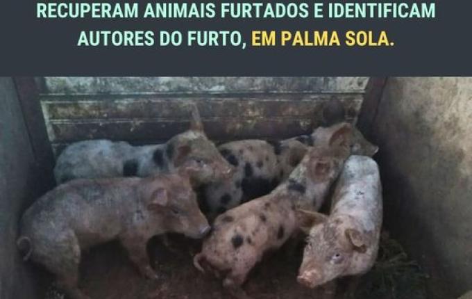 Polícias de Palma Sola recuperam animais furtados e identificam os autores