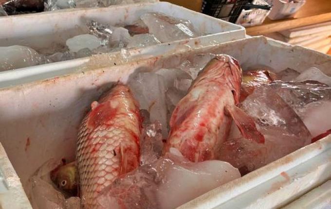 Feira do Peixe começa com previsão de venda de 5 toneladas em SMOeste