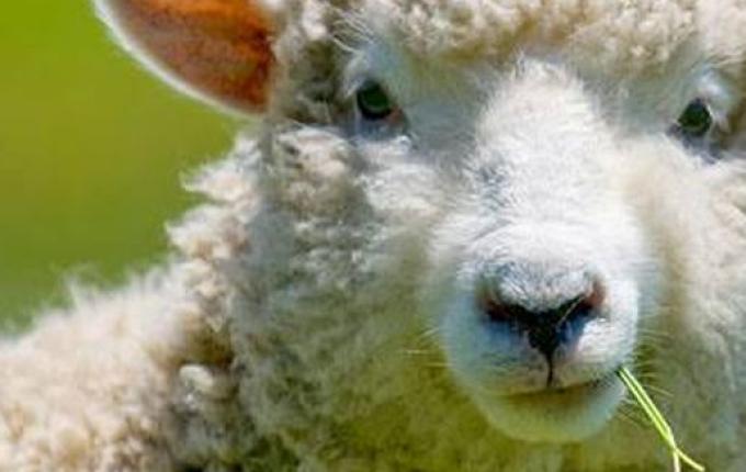 Tentativa de abigeato termina com criança baleada no interior do RS