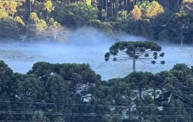 Frio de 4°C na Serra de SC 'congela' campos e forma geada