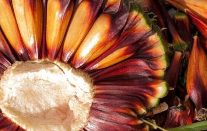 Santa Catarina ultrapassa Paraná e se torna o maior produtor de pinhão do Brasil, diz IBGE