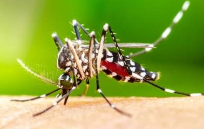 Santa Catarina recebe a primeira remessa de vacinas contra a dengue