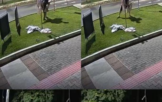 Polícia investiga vandalismo em material de campanha contra violência em Itapiranga