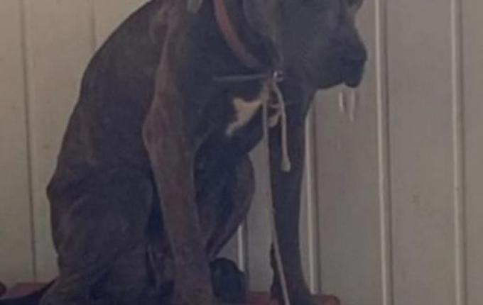 Cães ficam três dias acorrentados sem água e comida