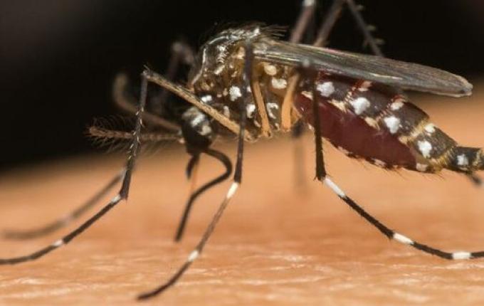 Casos de dengue crescem em SC com chegada do verão, mas vacinação ainda enfrenta desafios