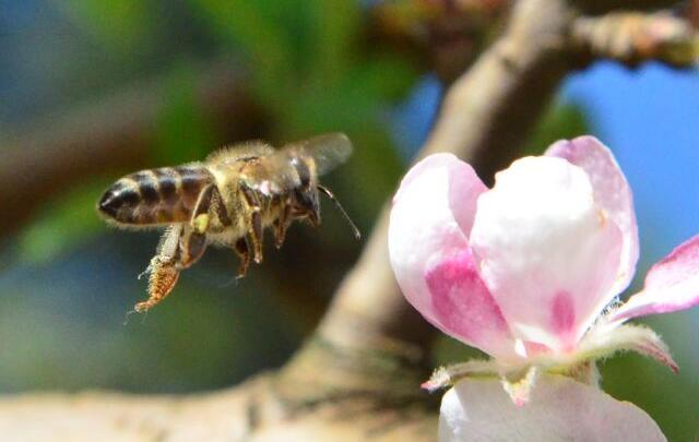 Epagri promove encontros abertos à comunidade para fortalecer criação de abelhas no Extremo Oeste