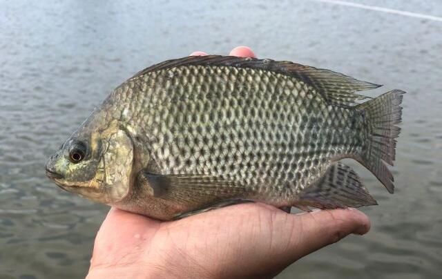 Piscicultura volta ao radar da Epagri para produção no Extremo Oeste