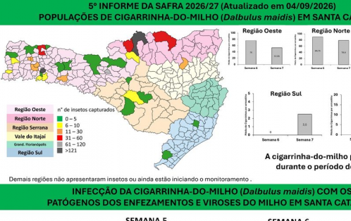 Epagri aponta redução de cigarrinhas-do-milho no Norte e Oeste de SC