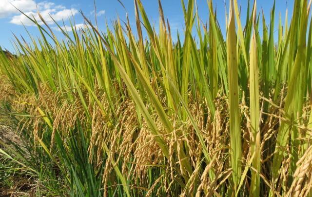 Extremo Oeste recebeu R$ 122 milhões em projetos elaborados pela Epagri em 2025