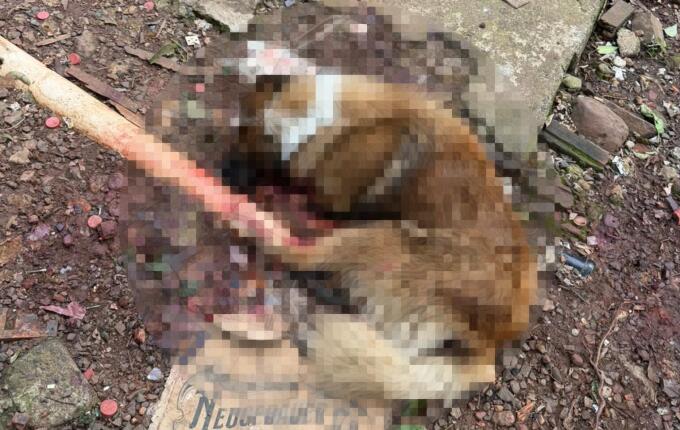 Mulher é presa após cachorro ser morto a machadadas em São Miguel do Oeste