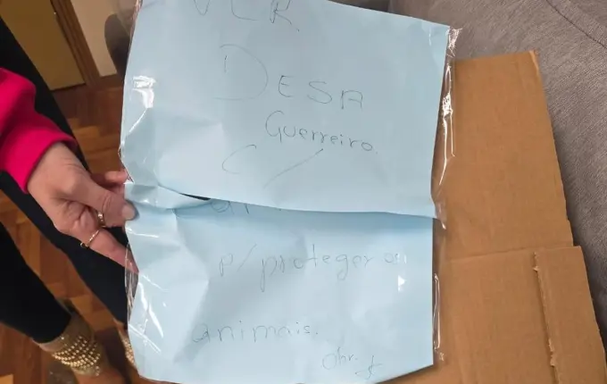 Vereadora recebe corpo de cachorro em caixa no gabinete em Novo Hamburgo