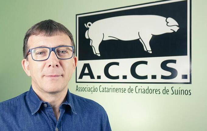 ACCS critica falta de investimento do governo na suinocultura independente