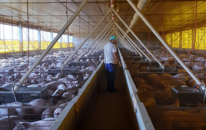Cidasc acompanha ações para biosseguridade em granjas de suínos na região