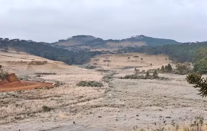 SC amanhece com -5,6°C e 'tapete de gelo' cobrindo vegetação
