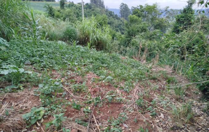 Polícia Civil apreende arma em investigação de tráfico de drogas em Itapiranga