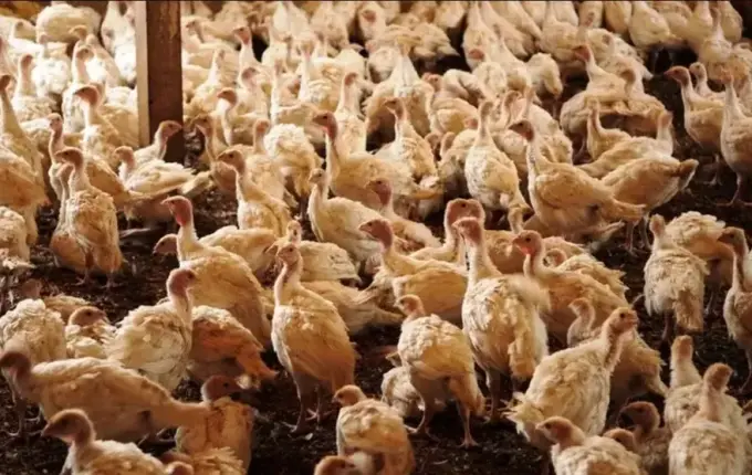 Ministério da Agricultura confirma foco da doença de Newcastle no Oeste de SC