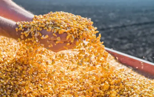 Agro de SC bate R$ 74,9 bilhões em 2025 e cresce 15%, mesmo com alta nos custos