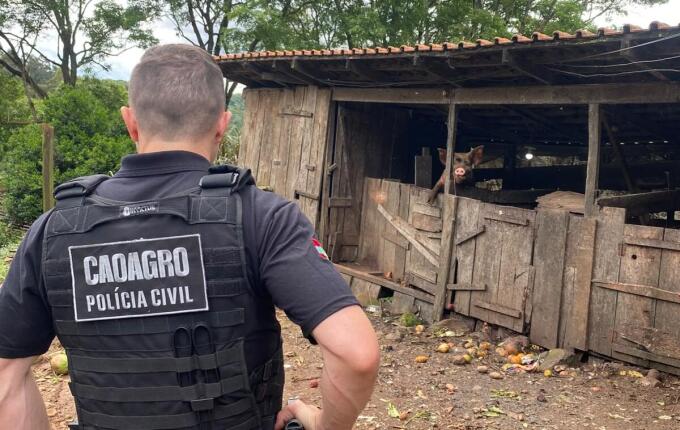 Polícia Civil e Cidasc fiscalizam propriedade rural e apuram maus-tratos a animais em Xanxerê