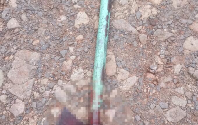 Mulher é presa após cachorro ser morto a machadadas em São Miguel do Oeste
