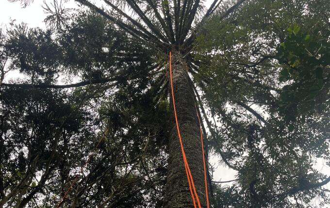 Homem é resgatado após ficar preso em pinheiro de 15 metros no interior de Campo Erê
