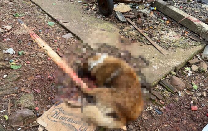 Mulher é presa após cachorro ser morto a machadadas em São Miguel do Oeste
