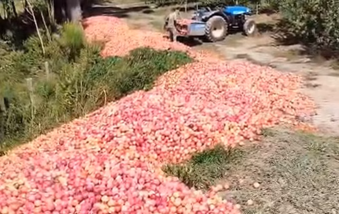 Agricultor doa 50 toneladas de ameixa após não conseguir vender produção em SC