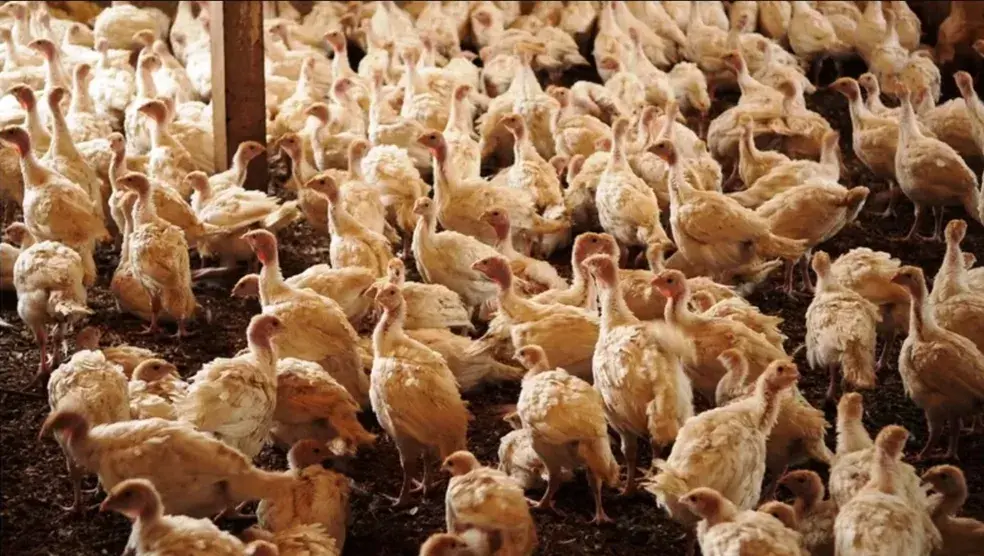 Ministério da Agricultura confirma foco da doença de Newcastle no Oeste de SC