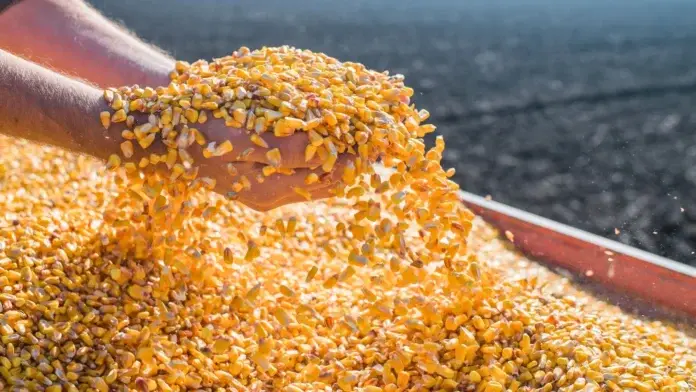 Agro de SC bate R$ 74,9 bilhões em 2025 e cresce 15%, mesmo com alta nos custos