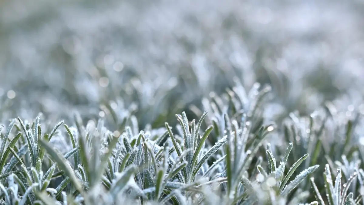 Frio histórico avança e deve provocar geada generalizada com -5ºC nos próximos dias