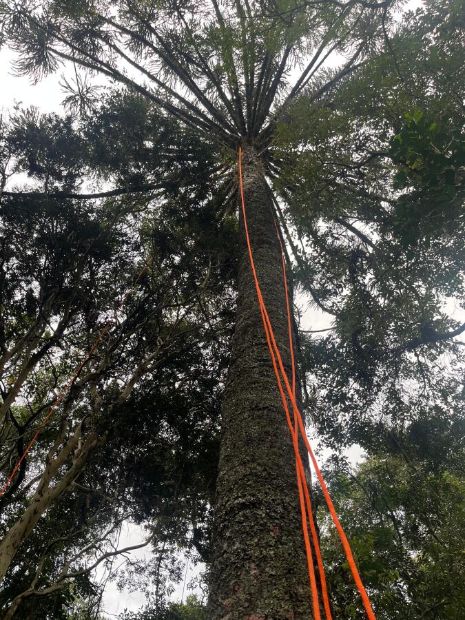 Homem é resgatado após ficar preso em pinheiro de 15 metros no interior de Campo Erê