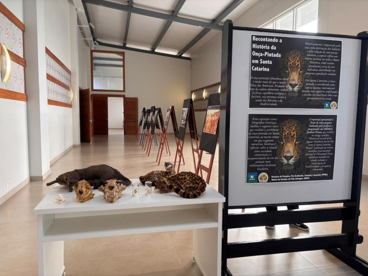 UNOESC promove exposição e palestra sobre felinos da fronteira durante o Dia do Meio Ambiente